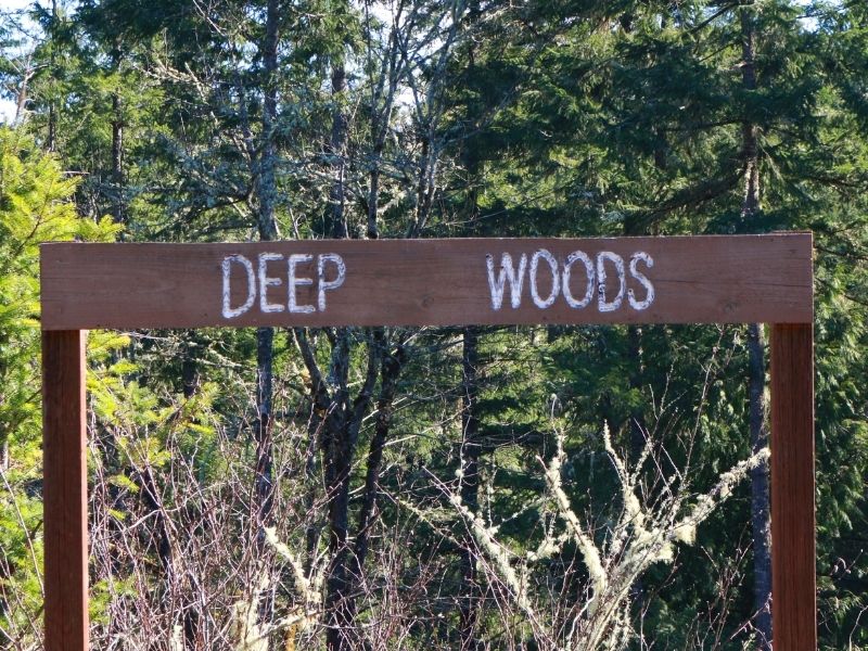 800x600 Deep Woods 1